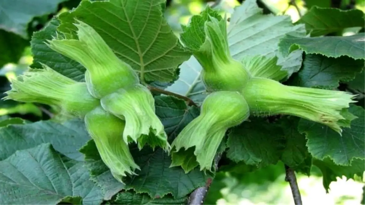 duzceden findik ihracati m5yZHtPO.jpg