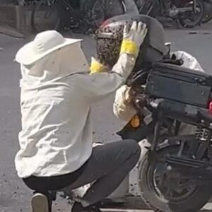 Motosikleti görenler gözlerine inanamadı! Yolun ortasında arıların istilasına uğradı